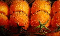 Pomidorai